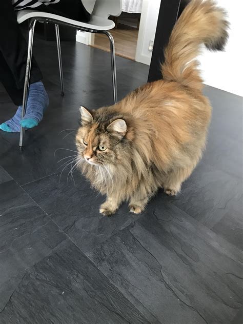 Fluffy girl : r/aww