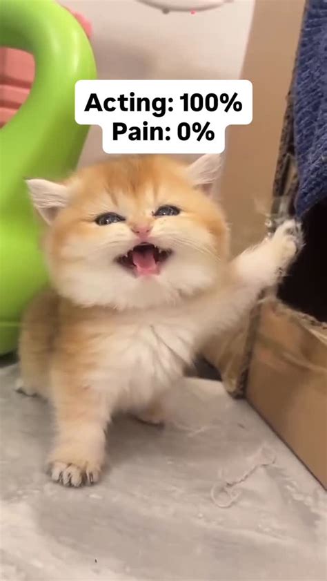 I'm A Baby Kitty Where's Mama - I Am Baby Kitten Where Is Mama
