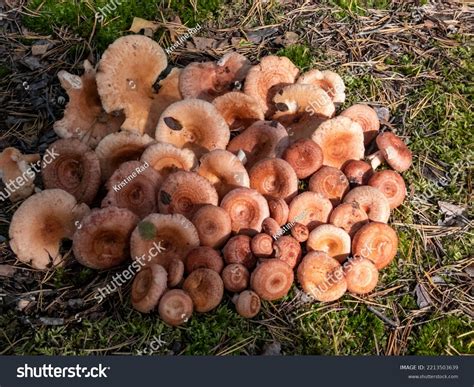 Pile Woolly Milkcap Bearded Milkcap Lactarius Stock Photo 2213503639 ...
