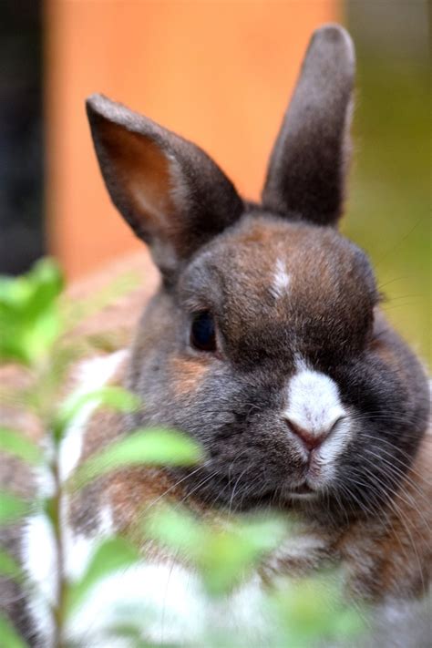 Conejito Mascota Animal - Foto gratis en Pixabay - Pixabay