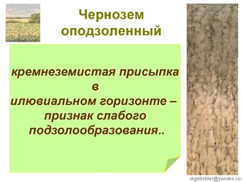 Черноземы - презентация онлайн