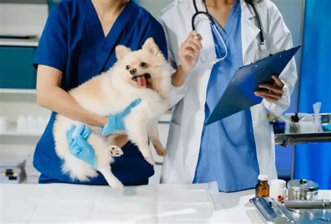 Melhores universidades do Brasil para cursar medicina veterinária