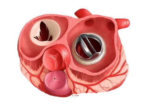 bi leaflet prosthetic mitral heart valve study  behance