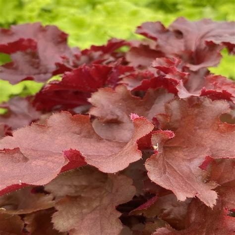 Heuchera 'Cherryberry' from the Chelsea Gold Medal winning nursery ...