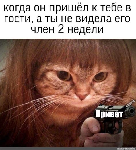 Создать мем "котэ, мемы о котах, мем кот держит девушек" - Картинки ...