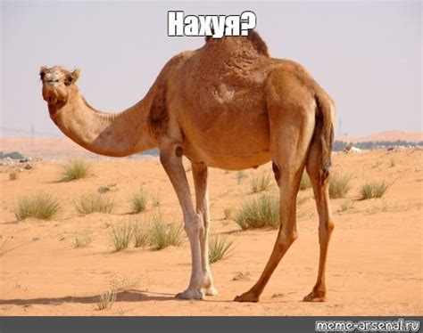 Meme: "Нахуя?" - All Templates - Meme-arsenal.com