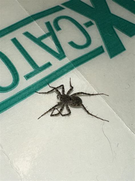Spider Identification Needed : r/whatsthisbug
