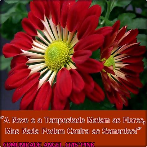 ARTES DA PINK !: LINDAS FLORES COM MENSAGENS!