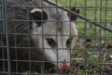 Possum Face Behind Cage | North Houston Wildlife Removal