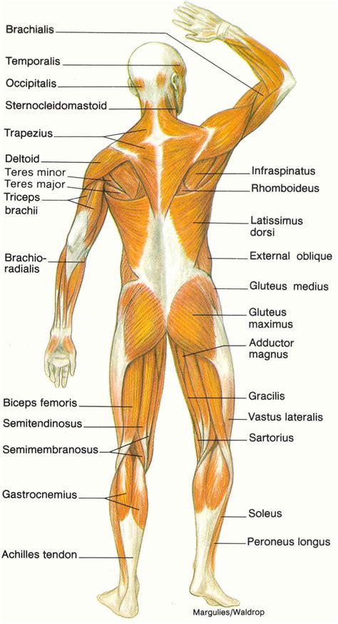 diagram of muscular system : Biological Science Picture Directory ...