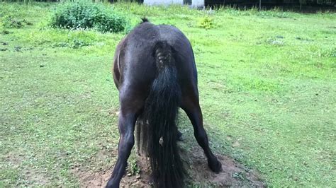 Horse shake booty - YouTube