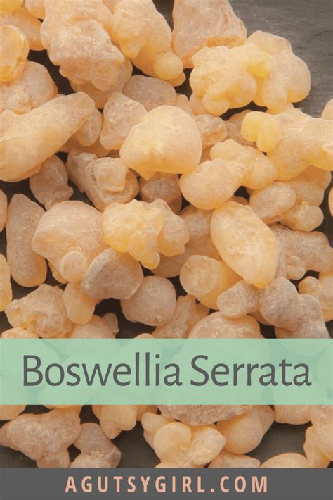 boswellia serrata welwitschia plant benefits beyo frankincense