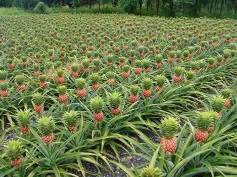 Ananá o piña. ~ Guía para plantar