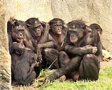 bonobo wikipedia