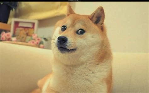 Much Wow. Doge Meme – The State Times