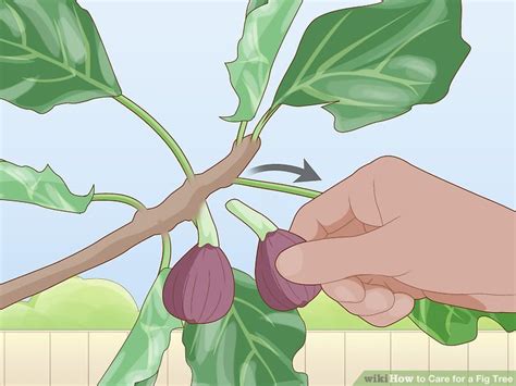 5 Ways to Care for a Fig Tree - wikiHow