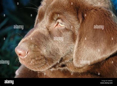 chocolate lab puppy stock photo alamy
