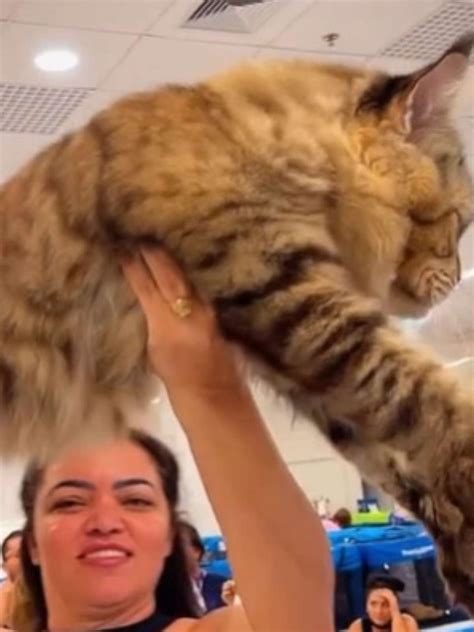 O Maior Gatinho Do Mundo