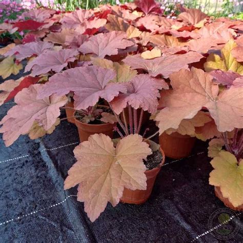 Гейхера Блади Дайнозор (Heuchera Bloody Dinosaur) купить в Москве по ...