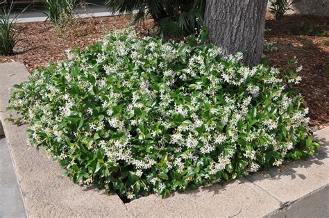Star Jasmine – Fragrant Climber with White Flowers | Nursery Warehouse
