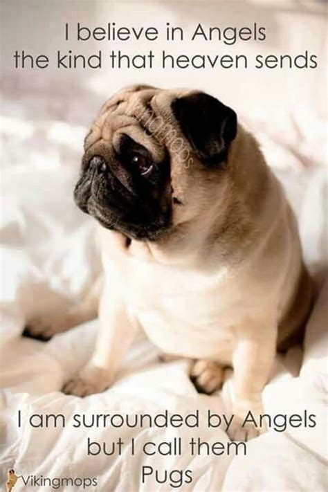 Pug Quotes - ShortQuotes.cc