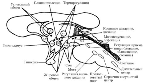 Вегетативный отдел нервной системы - ВОЗРАСТНАЯ АНАТОМИЯ И ФИЗИОЛОГИЯ В ...