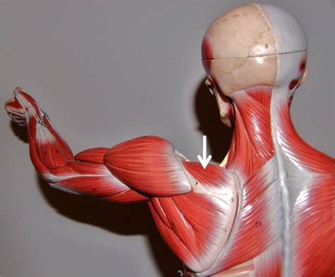 Biology Muscles Identification Part 2 Flashcards | Quizlet