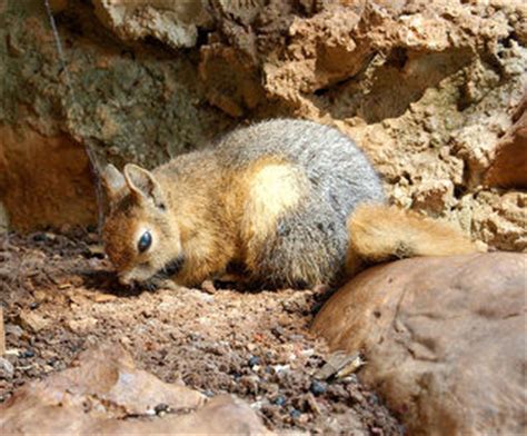 Caucasian squirrel | Sciurus anomalus facts