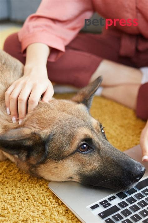 Belgian Malinois Behavior Problems: Best Tips for a Happy Dog