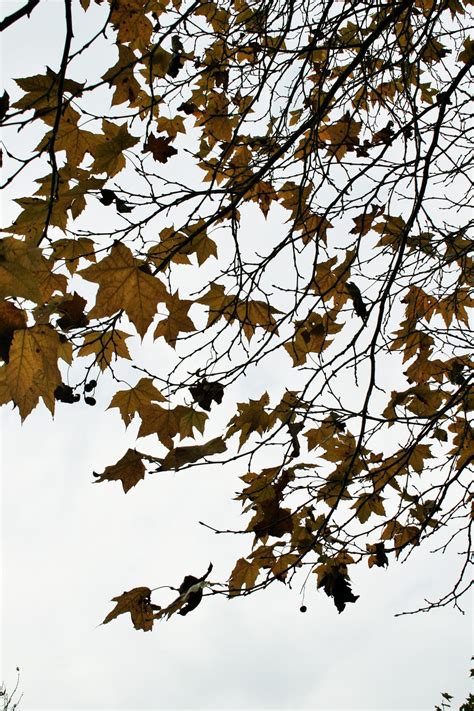 Yellow-brown Leaves Against The Sky Free Stock Photo - Public Domain
