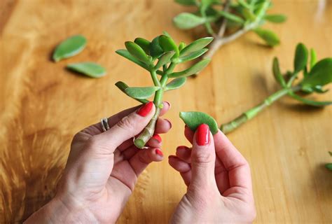 How to Propagate a Jade Plant: 3 Effective Methods