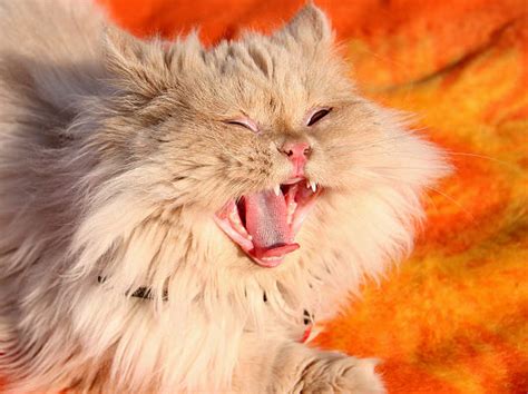 orange persian cat stock  pictures royalty  images