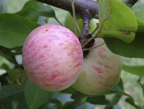 Яблоко которое стоит посадить на своем участке. Великолепный вкус ...