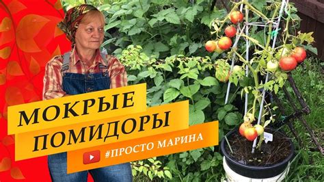 Фитофторы на помидорах нет. - YouTube