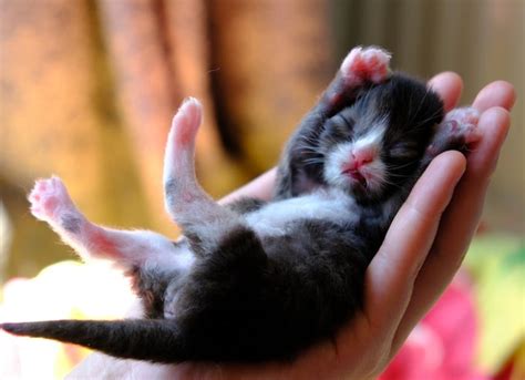 eye infections  newborn kittens petmd