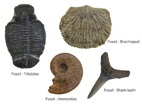 Marine Fossils Guide (Types + Tips & Advice) - Nature Roamer