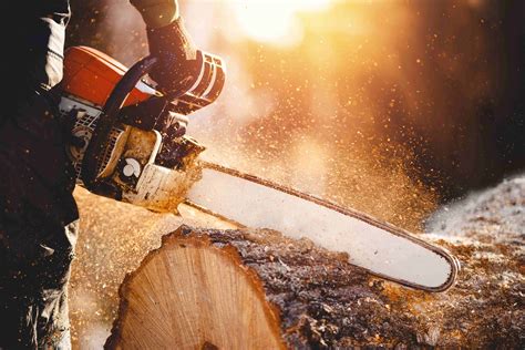 Chainsaw or pole pruner: which is right for you?