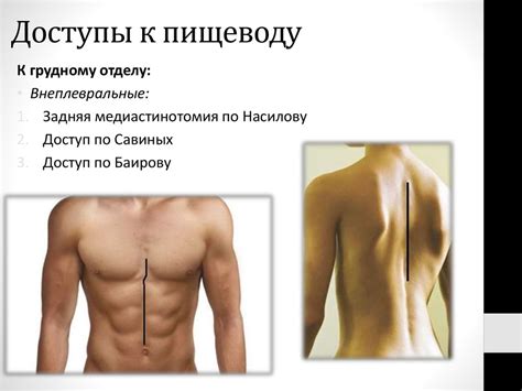 Пищевод. Желудок. Тонкая кишка. Хирургическая анатомия, лимфоотток ...