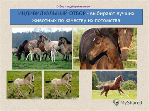 Презентация на тему: "ОТБОР И ПОДБОР ЖИВОТНЫХ. Отбор и подбор животных ...
