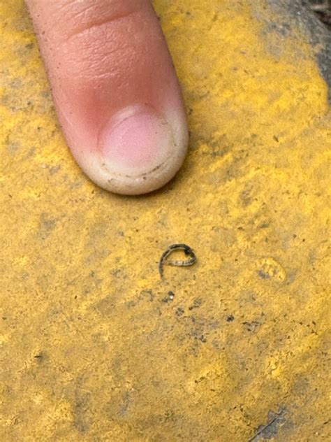 Is this what baby earth worms look like? Or is it a parasite? My 4-yr