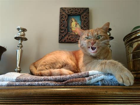 Sneeze! : r/catpictures