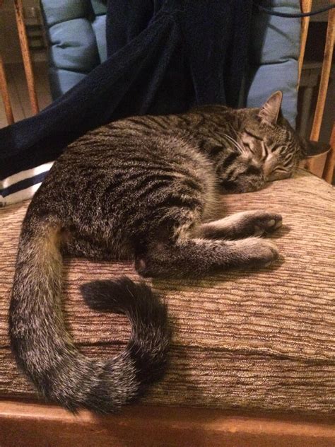 Purrfect tail curl. My cat Hubris.https://ift.tt/2L5hvub Cat Tail