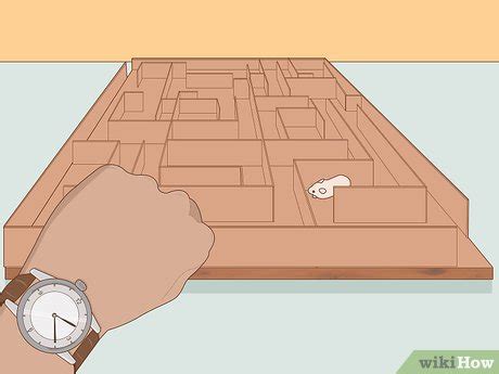 How to Build a Hamster Maze (with Pictures) - wikiHow