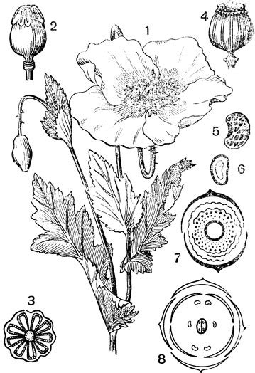 Красный мак описание растения степной зоны, papaveraceae семейство
