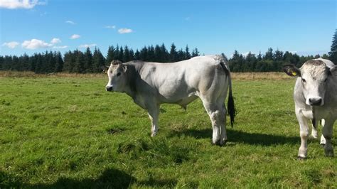 Gallery – Gascon Cattle Society