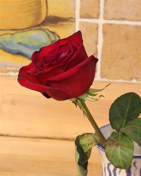 MYSTERY OF THE UNDEAD ROSE – Lee Reich