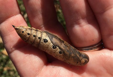 Sphinx Moth Pupa Explained: Key Insights For Enthusiasts - What's That Bug?