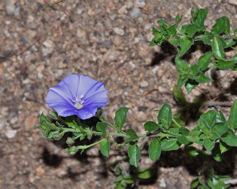 Convolvulus sabatius (Convolvulaceae) image 47189 at PlantSystematics.org