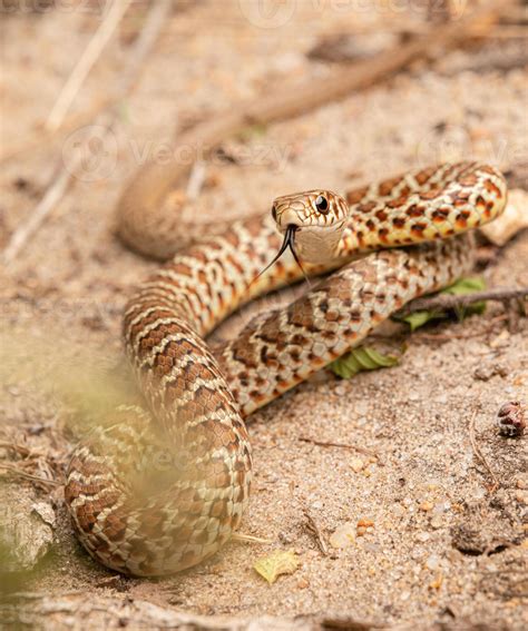 Yellow-bellied racer, Coluber constrictor 40965579 Stock Photo at Vecteezy