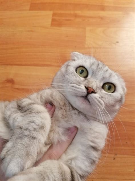 Создать мем "вислоухий скоттиш фолд, шотландская вислоухая кошка, кошка ...